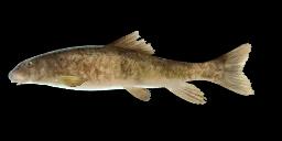 SMALLMOUTH REDHORSE