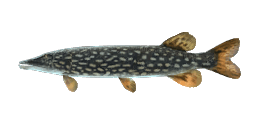 SAGINAW NORTHERN PIKE