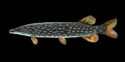 SAGINAW NORTHERN PIKE