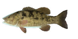 SAGINAW PIEBALD SMALLMOUTH BASS