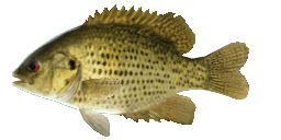 SAGINAW ROCK BASS