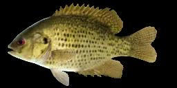 SAGINAW ROCK BASS