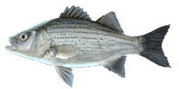 SAGINAW WHITE BASS