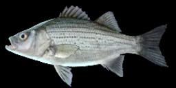 SAGINAW WHITE BASS