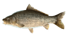 SAGINAW CARP