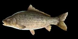 SAGINAW CARP