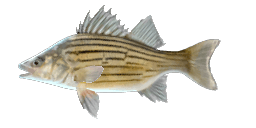 SAGINAW YELLOW STRIPED BASS