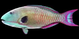 SPOTTED PARROTFISH