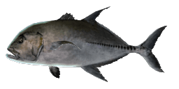 BLACK JACK TREVALLY