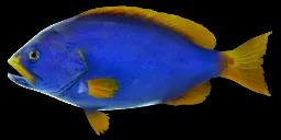 BLUE-AND-YELLOW GROUPER