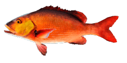 BOHAR SNAPPER