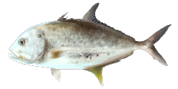 BRASSY TREVALLY