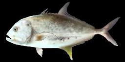 BRASSY TREVALLY