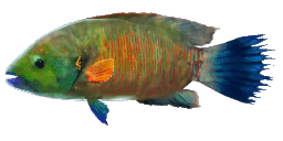 BROOMTAIL WRASSE