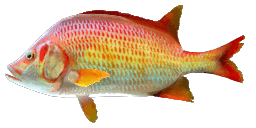 GIANT SQUIRRELFISH