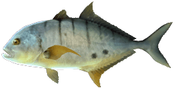 GOLDEN TREVALLY