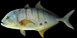 GOLDEN TREVALLY