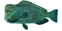 GREEN HUMPHEAD PARROTFISH