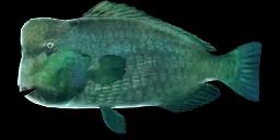 GREEN HUMPHEAD PARROTFISH