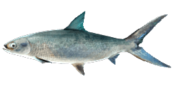 MILKFISH