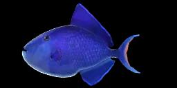 RED TOOTHED TRIGGERFISH