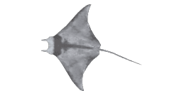 SHORTFIN DEVIL RAY