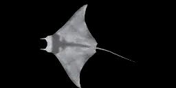 SHORTFIN DEVIL RAY