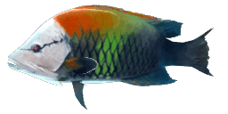 SLING-JAW WRASSE