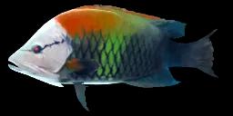 SLING-JAW WRASSE