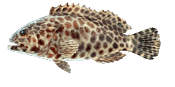 SNUBNOSE GROUPER