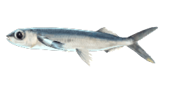 SPOTFIN FLYINGFISH