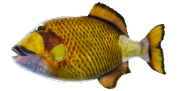 TITAN TRIGGERFISH