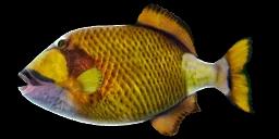 TITAN TRIGGERFISH