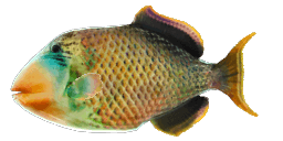 YELLOWMARGIN TRIGGERFISH