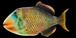 YELLOWMARGIN TRIGGERFISH