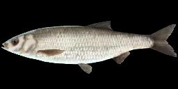 BEAKED DACE