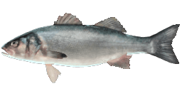 EUROPEAN SEABASS