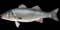 EUROPEAN SEABASS