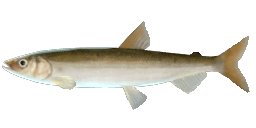 EUROPEAN SMELT