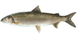 EUROPEAN WHITEFISH