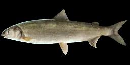 EUROPEAN WHITEFISH