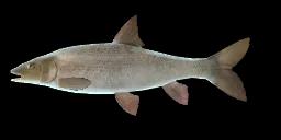 FRENCH BARBEL