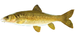 MEDITERRANEAN BARBEL