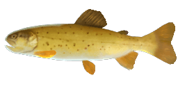 MEDITERRANEAN TROUT