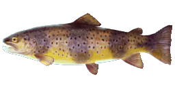 RHONE TROUT