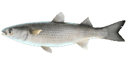 THINLIP GREY MULLET