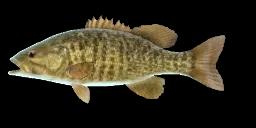 BROWN BASS