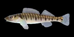 LOGPERCH