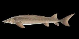 RUBBERNOSE STURGEON