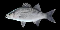 BASS PIASKOWY